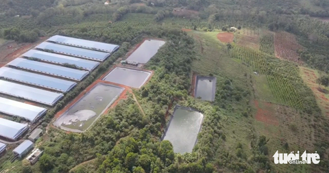 Trang trại nuôi heo gây ô nhiễm, doanh nghiệp tố cáo lãnh đạo sở - Ảnh 1. Trang trại nuôi heo của doanh nghiệp gây ô nhiễm bị xử phạt, nhưng quay lại tố cáo lãnh đạo - Ảnh: L.P.
