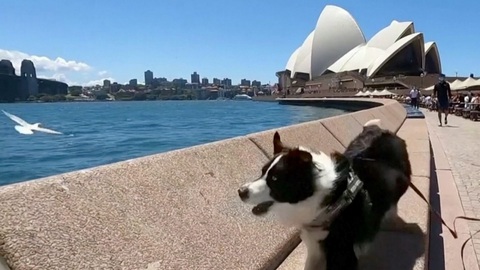 “Đội tuần tra 4 chân” xua đuổi hải âu ở Australia - Ảnh 1. Chú chó trong đội tuần tra xua đuổi hải âu ở khu vực Nhà hát Opera.Ảnh: reuters.com