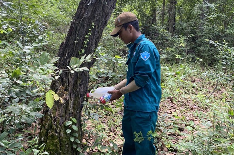 Nhân viên ban quản lý rừng Phòng hộ đầu nguồn liên hồ Sông Sắt - Sông Trâu tiến hành cứu các cây rừng tự nhiên bị đầu độc - Ảnh: T.N Ngay sau khi phát hiện vụ đầu độc cây rừng, nhân viên Ban quản lý rừng phòng hộ đầu nguồn liên hồ Sông Sắt - Sông Trâu đã tìm cách giải độc cho cây - Ảnh: T.N.
