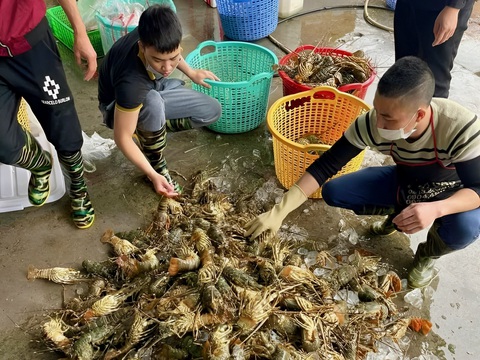 Các hộ nuôi tôm hùm lo lắng chất lượng tôm hùm giống trôi nổi - Ảnh: MINH CHIẾN