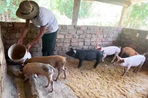 Quảng Nam hỗ trợ dân khi dừng hoạt động chăn nuôi ở nơi không được phép - Ảnh 1. Quảng Nam đề nghị hỗ trợ khi dừng hoạt động chăn nuôi tại khu vực không được phép. Trong ảnh: Một chuồng nuôi lợn của người dân - Ảnh: LÊ TRUNG
