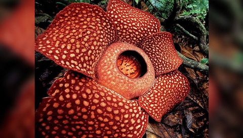 Loài hoa lớn nhất thế giới, Rafflesia - Ảnh: TS Chris Thorogood Loài hoa lớn nhất thế giới, Rafflesia - Ảnh: TS Chris Thorogood