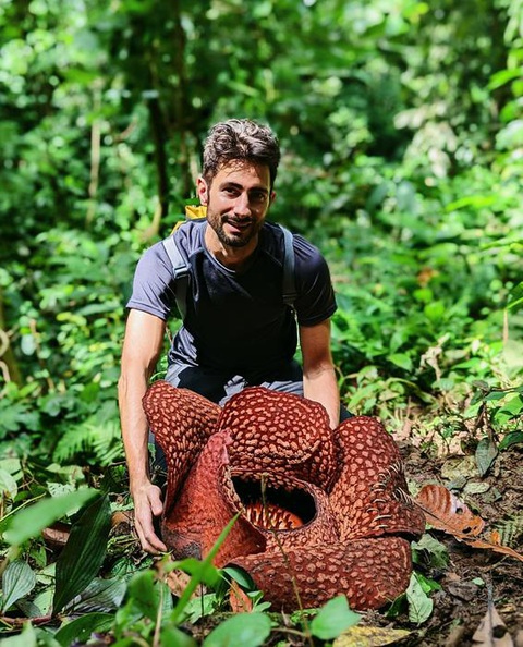 Loài hoa lớn nhất thế giới, Rafflesia - Ảnh: TS Chris Thorogood Loài hoa lớn nhất thế giới, Rafflesia - Ảnh: TS Chris Thorogood