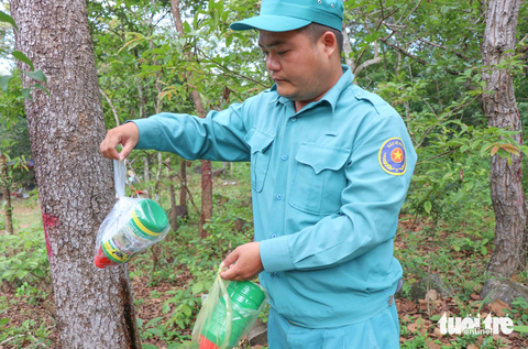 Loại thuốc trừ cỏ hiệu Trâu Đen, thu được vỏ chai tại hiện trường - Ảnh: DUY NGỌC Vỏ thuốc trừ cỏ hiệu Trâu Đen thu được tại hiện trường rừng bị đầu độc - Ảnh: DUY NGỌC