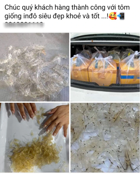 Những bài rao bán nhan nhản trên mạng - Ảnh chụp màn hình