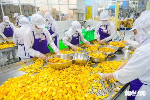 Nhiều ngành xuất khẩu tỉ USD dần hồi phục - Ảnh 2. Công nhân sơ chế và đóng gói mít sấy xuất khẩu tại Công ty cổ phần Vinamit, thị xã Bến Cát, tỉnh Bình Dương - Ảnh: QUANG ĐỊNH