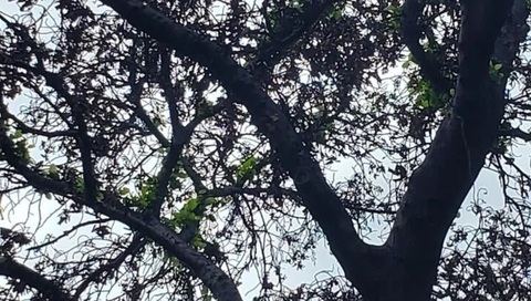 Cây đa 150 năm tuổi hồi sinh sau vụ cháy rừng khủng khiếp ở Hawaii - Ảnh 1. Lá non mọc ra từ cây đa 150 năm tuổi - Ảnh: CNN