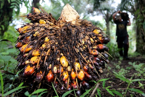Malaysia tăng cường xuất khẩu dầu cọ sang Trung Quốc - Ảnh 1. Trước áp lực từ EU, Malaysia tăng cường xuất khẩu dầu cọ sang Trung Quốc - Ảnh: JAKARTA POST
