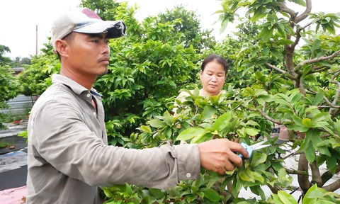 Cùng nông dân làm ăn, thoát nghèo - Ảnh 1. Anh Nguyễn Phương Tùng cùng bà xã chăm sóc vườn mai tại TP Thủ Đức (TP.HCM) - Ảnh: K.ANH