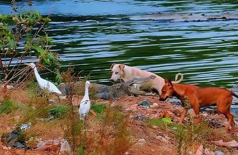 Cá sấu 'hộ tống' chó bơi đến nơi an toàn ở Ấn Độ - Ảnh 3. Những con chó được chụp ảnh gần một con cá sấu đang phơi nắng ở bang Maharashtra - Ảnh: JOURNAL OF THREATENED TAXA