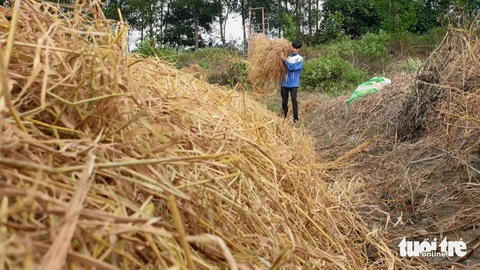 Ngoài giờ học, Mai Tuấn Kiệt Kiệt còn giúp đỡ ba mẹ việc đồng áng - Ảnh: QUỐC NAM Ngoài giờ học, Mai Tuấn Kiệt còn giúp đỡ ba mẹ việc đồng áng - Ảnh: QUỐC NAM