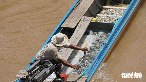 Ngư dân nhộn nhịp đánh bắt, mua bán sản vật mùa nước nổi - Ảnh 1. Lũ bắt đầu về nhiều hơn, ngư dân vùng biên giới An Giang nhộn nhịp ra đồng đánh bắt sản vật mùa nước nổi - Ảnh: CHÍ HẠNH