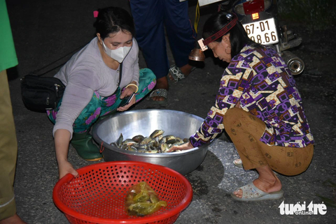 Ngư dân nhộn nhịp đánh bắt, mua bán sản vật mùa nước nổi - Ảnh 3. Thương lái thu mua cá mùa nước nổi ở "chợ ma" Tha La - Ảnh: CHÍ HẠNH