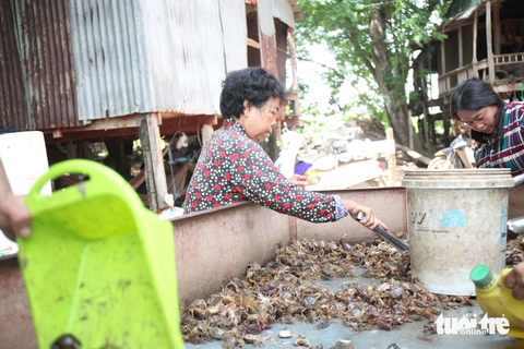 Ngư dân nhộn nhịp đánh bắt, mua bán sản vật mùa nước nổi - Ảnh 4. Phân loại cua đồng trước khi bán cho thương lái - Ảnh: CHÍ HẠNH