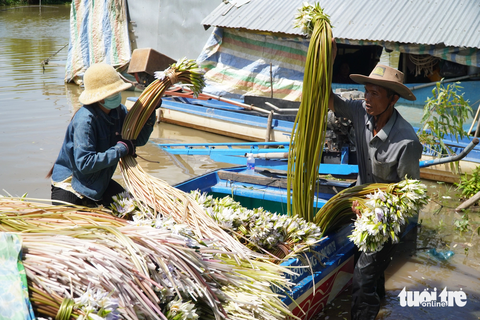 Ngư dân nhộn nhịp đánh bắt, mua bán sản vật mùa nước nổi - Ảnh 5. Bông súng đồng cũng là một sản vật mùa nước nổi - Ảnh: CHÍ HẠNH