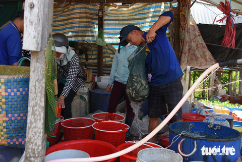 Ngư dân nhộn nhịp đánh bắt, mua bán sản vật mùa nước nổi - Ảnh 7. Vựa tấp nập thu mua sản vật mùa nước nổi - Ảnh: CHÍ HẠNH