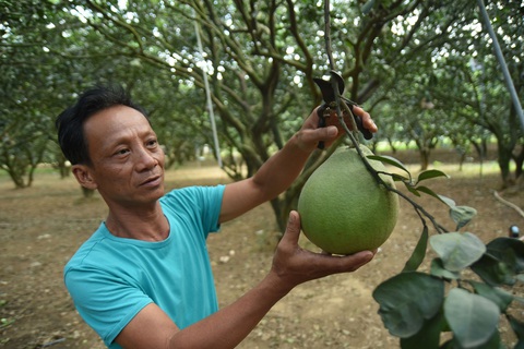 Đồng Nai tập trung xây dựng vườn nông nghiệp hữu cơ- Ảnh 1. Mô hình xây dựng vườn nông nghiệp hữu cơ đang mang lại hiệu quả cao cho người nông dân