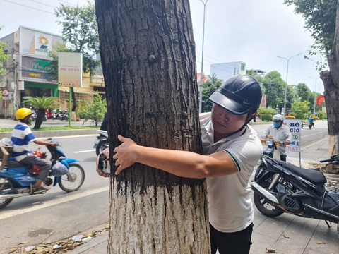 Cây sao đen to lớn nghị bị khoan gốc, đổ chất độc bức tử - Ảnh 4. Để có cây sao đen to lớn này, các đơn vị phải tốn cả chục năm chăm sóc - Ảnh: TRẦN MAI