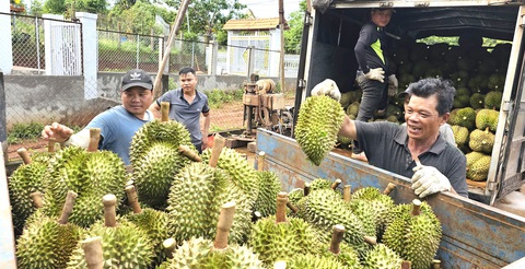 Doanh nghiệp dần phục hồi - Ảnh 1. Sầu riêng góp công lớn giúp giá trị xuất khẩu trái cây Việt Nam đạt kỷ lục - Ảnh: NGUYỄN TRÍ