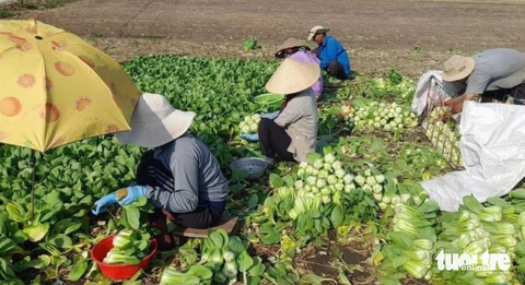 Mưa bão khiến giá bán nhiều loại rau củ Đà Lạt ở mức cao - Ảnh 3. Một số loại rau ăn lá giữ được giá bán ổn định - Ảnh: N.TRÍ