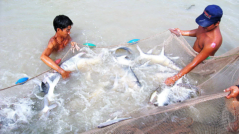 Theo dòng Cổ Chiên - Kỳ 4: Cá cóc, đặc sản lừng danh Cổ Chiên - Ảnh 1. Cá cóc bố mẹ được thuần dưỡng và sinh sản nhân tạo tại Trung tâm Quốc gia giống thủy sản nước ngọt