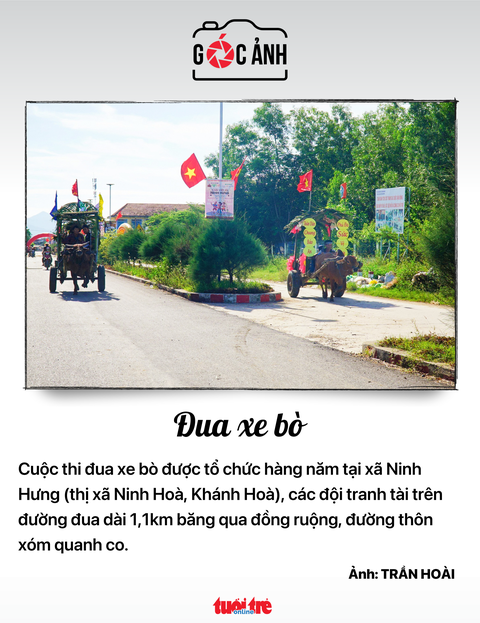 Đua xe bò - Ảnh: TRẦN HOÀI Đua xe bò - Ảnh: TRẦN HOÀI