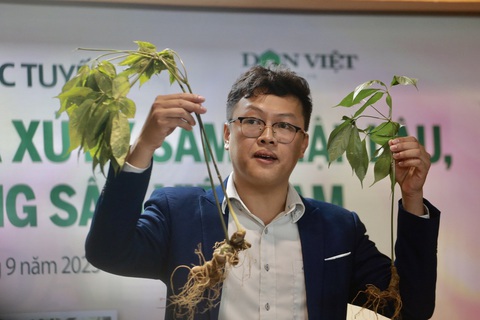 Nhiều sản phẩm rượu, mỹ phẩm,... mạo danh sâm Ngọc Linh, sâm Lai Châu - Ảnh 3. Ông Trần Đức An - giám đốc điều hành Công ty CP sâm Ngọc Linh Tu Mơ Rông - chia sẻ cách phân biệt sâm Trung Quốc và sâm Ngọc Linh (phải)