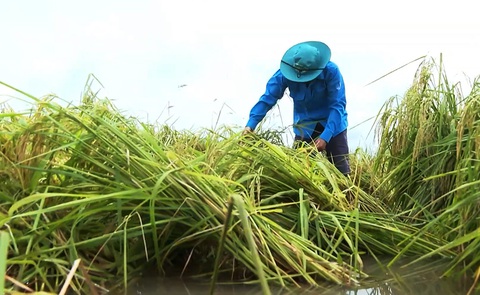 Hơn 500 ha lúa ở Cà Mau bị thiệt hại do mưa lớn - Ảnh 1. Mưa lớn làm nhiều ruộng lúa ngập trong nước, hạt nảy mầm ngay trên bông, thương lái không mua hoặc mua giá rất rẻ - Ảnh: THANH HUYỀN