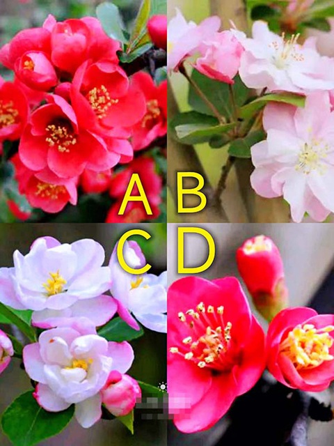 Quiz: Vận may của bạn sắp tới ra sao - Ảnh 1.