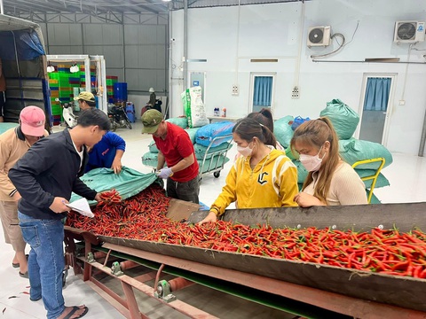 Đánh thức dược liệu đại ngàn- Ảnh 3. DATO thu mua ớt cho các hộ dân