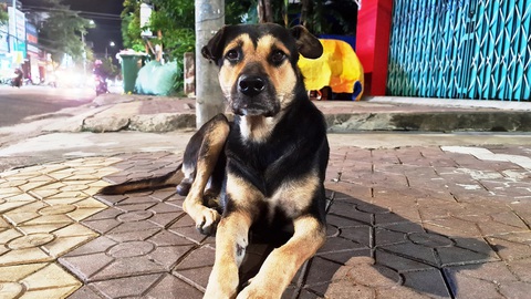 Ngộ nghĩnh, nghĩa tình thú cưng - Kỳ 5: Từ chú chó hoang thành 'con chung' của cả xóm- Ảnh 1. Milu - chú chó của cả xóm nhỏ ở góc đường Quang Trung - Trần Hưng Đạo, TP Quảng Ngãi - Ảnh: TRẦN MAI