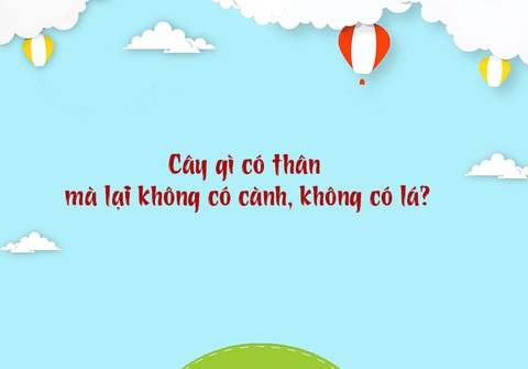 Câu đố hack não: Cây gì mà ai cũng gọi bằng mẹ?- Ảnh 3. Câu đố hack não: Cây gì mà ai cũng gọi bằng mẹ?- Ảnh 3.