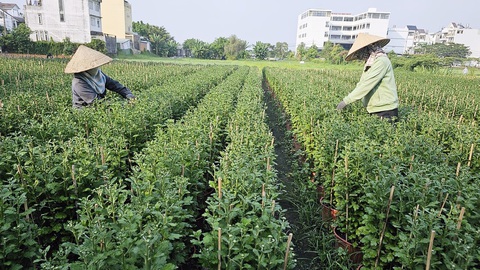 TP.HCM: Hoa Tết ít hơn, giá không tăng nhưng chưa thấy người mua- Ảnh 1. Ngày 9-1, nhà vườn chăm sóc hoa cúc tại một cánh đồng hoa ở quận 12 - Ảnh: N.TRÍ