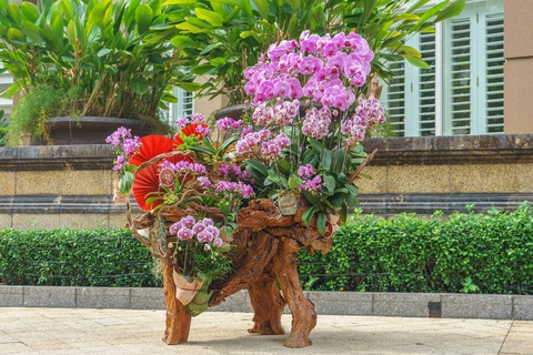 Lũa lan Moon Flower - Món quà sang trọng cho ngày xuân- Ảnh 2. Lũa lan Moon Flower - Món quà sang trọng cho ngày xuân- Ảnh 2.