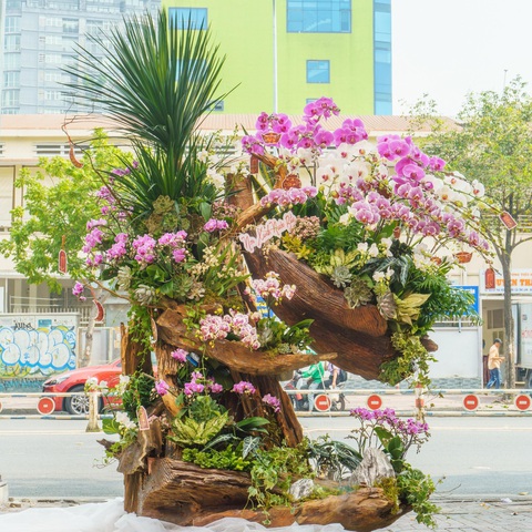 Lũa lan Moon Flower - Món quà sang trọng cho ngày xuân- Ảnh 4. Lũa lan Moon Flower - Món quà sang trọng cho ngày xuân- Ảnh 4.