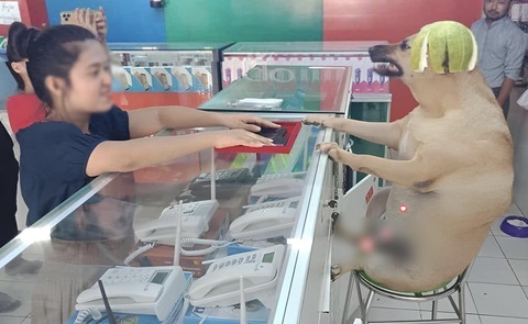 Ảnh vui 11-1: Sửa soạn đón Tết Giáp Thìn đến đâu rồi mọi người?- Ảnh 6. Đã bảo giảm mà không chịu giảm, tao cắn bây giờ!