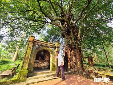 Đề nghị công nhận di tích quốc gia đặc biệt với làng cổ Phước Tích- Ảnh 1. Miếu thờ bên cạnh cây thị hàng trăm năm tuổi ở làng cổ Phước Tích (Thừa Thiên Huế) - Ảnh: NHẬT LINH