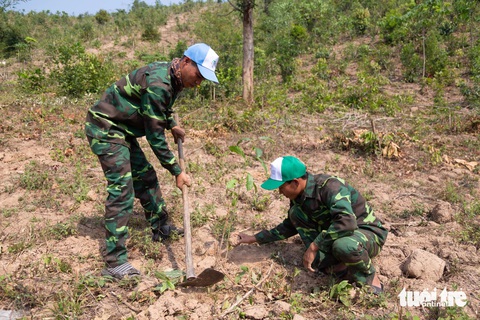 Đã trồng được 770 triệu cây theo đề án 'Trồng một tỉ cây xanh'- Ảnh 2. Công ty TNHH xã hội Trồng và Phục hồi rừng Việt Nam trồng rừng đầu nguồn ở huyện Hướng Hóa, tỉnh Quảng Trị - Ảnh: HOÀNG TÁO