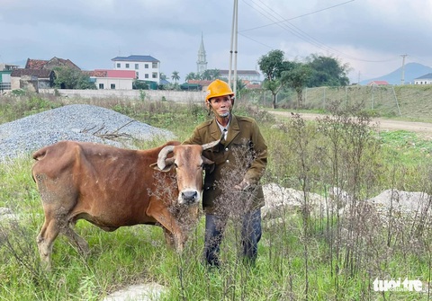 Ấm lòng dân mạng 'truy tìm' ba con bò đi lạc cho lão nông nghèo- Ảnh 2. Ông Sơn nhận lại bò của gia đình nhờ đặc điểm ở chiếc sừng - Ảnh: TÂM PHẠM