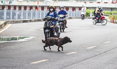 Chó thả rông, không rọ mõm xuất hiện đầy đường phố TP.HCM - Ảnh: PHƯƠNG QUYÊN Chó thả rông, không rọ mõm xuất hiện đầy đường phố TP.HCM - Ảnh: PHƯƠNG QUYÊN