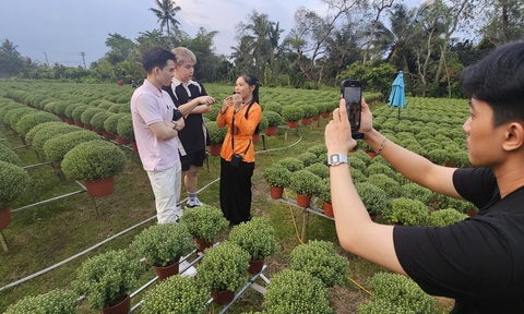 Các Tiktoker tìm hiểu vườn cúc tại tỉnh Bến Tre để hỗ trợ livestream bán hàng - Ảnh: N.TRÍ Các TikToker tìm hiểu vườn cúc tại tỉnh Bến Tre để hỗ trợ livestream bán hàng - Ảnh: N.TRÍ
