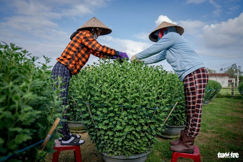 Những người phụ nữ phải chăm sóc các chậu cúc to lớn - Ảnh: DŨNG NHÂN Những người phụ nữ phải chăm sóc các chậu cúc to lớn - Ảnh: DŨNG NHÂN