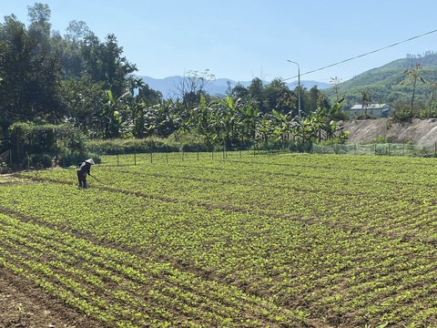 Nơi đáng đi nhất có lẽ là trở về, bên thềm nhà ta có đủ đầy- Ảnh 2. Trong mảnh vườn nhỏ của mình, mẹ tôi bắt đầu chia đất thành từng luống...