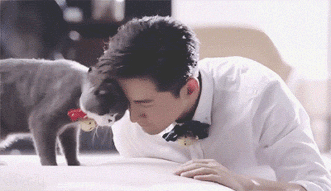 Ngoài đời, Hồ Ca là một người rất yêu chó mèo Ngoài đời, Hồ Ca là một người rất yêu chó mèo