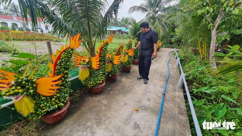 Kiểng tạo hình rồng độc lạ loại nhỏ hút khách- Ảnh 2. Trên nhiều tuyến đường tại huyện Chợ Lách, tỉnh Bến Tre, người dân bắt đầu trưng bày những sản phẩm kiểng tạo hình độc lạ ra để bán