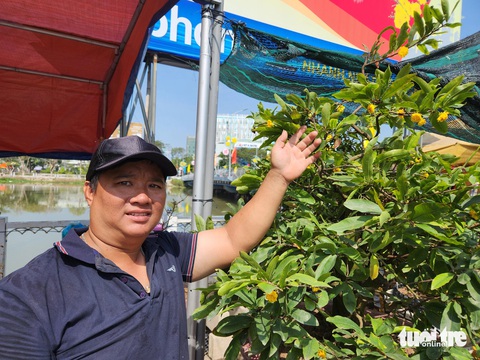 Nhà vườn lo lắng với thời tiết bất thường, hoa mai bung nở sớm- Ảnh 1. Nhà vườn cho rằng do thời tiết bất thường khiến hoa mai nở sớm hơn - Ảnh: BỬU ĐẤU