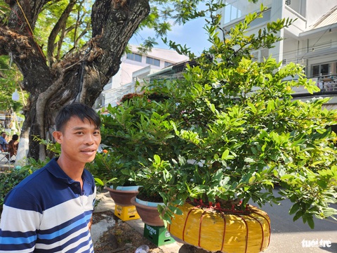 Nhà vườn lo lắng với thời tiết bất thường, hoa mai bung nở sớm- Ảnh 2. Anh Đặng Văn Cang cho rằng phải có bí quyết mới giữ hoa mai không nở sớm và ứng phó với thời tiết bất thường - Ảnh: BỬU ĐẤU