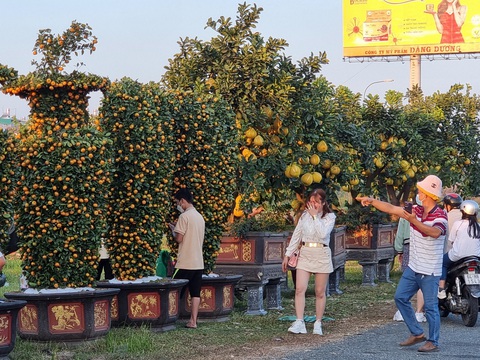 Cần Thơ mở chợ hoa Tết miễn phí tất tần tật cho người buôn bán- Ảnh 1. Chợ hoa Tết Giáp Thìn tại quận Cái Răng, TP Cần Thơ sẽ miễn phí tiền thuê mặt bằng cho người bán - Ảnh: V.C.