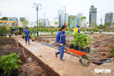 Công viên bờ sông Sài Gòn sẽ có thêm 20.000 cây hoa hướng dương chào Tết Giáp Thìn 2024- Ảnh 6. Hơn 17h ngày 17-1, công nhân vẫn tiếp tục vận chuyển cây con hoa hướng dương vào vị trí các luống trồng