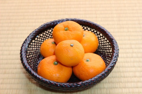 Hái trái cây tại vườn - đặc sản của Ehime, Nhật Bản- Ảnh 5. Quýt Mikan nổi tiếng nhờ hương vị ngọt ngào và các múi căng mọng.